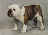 Bull Dog-DI.jpg (8726 bytes)