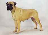 Bull Mastiff-DI.jpg (8181 bytes)