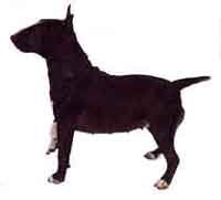 Bull Terrier Min-DI.jpg (8653 bytes)