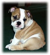 Bulldog-Lily.jpeg (8499 bytes)