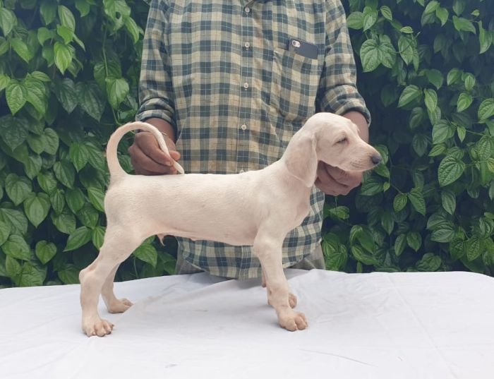DogsIndia.com - Caravan Hound - MAG Kennels