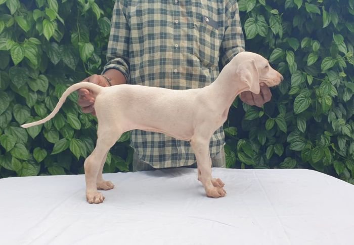 DogsIndia.com - Caravan Hound - MAG Kennels