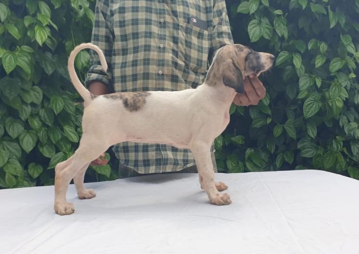 DogsIndia.com - Caravan Hound - MAG Kennels