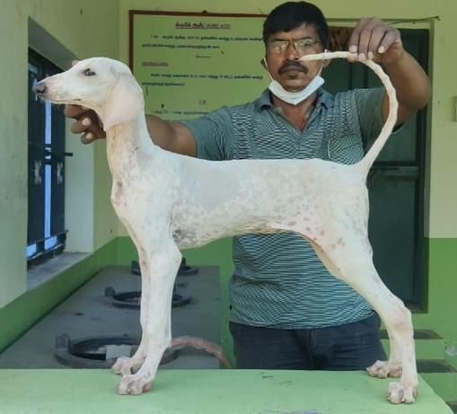 DogsIndia.com - Caravan Hound - MAG Kennels