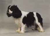 Cavalier King Charles Spaniel-DI.jpg (7793 bytes)