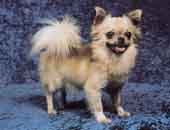 Chihuahua(Long Coat)-DI.jpg (11143 bytes)