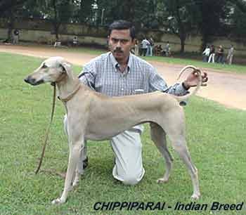 Chippiparai.jpg (11425 bytes)