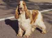 Cocker Spaniel (English)-DI.jpg (9730 bytes)