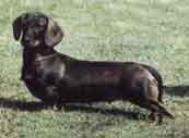 Dachshund(Wire Haire)-DI.jpg (10632 bytes)