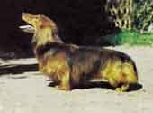 Dachshund (Long Haired)-DI.jpg (9920 bytes)