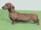 Dachshund Miniature(Smooth Haired)-DI.jpg (7513 bytes)