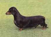 Dachshund(smooth haired)-DI.jpg (8549 bytes)