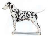 Dalmation-DI.jpg (8859 bytes)