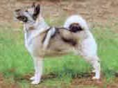 Elkhound-DI.jpg (9865 bytes)