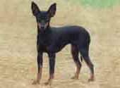 English Toy Terrier-DI.jpg (8743 bytes)