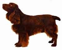 Field spaniel-DI.jpg (9541 bytes)
