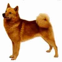 FinnishSpitz-DI.jpg (10093 bytes)