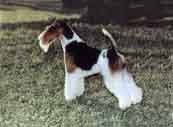 Fox Terrier(Wire)-DI.jpg (12053 bytes)