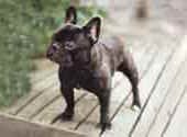 French Bull Dog-DI.jpg (9942 bytes)