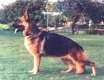 GSD-Vishal.jpg (20122 bytes)