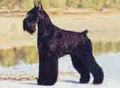 Giant Schnauzer-DI.jpg (9535 bytes)