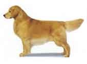Golden Retriever-DI.jpg (7612 bytes)