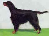 Gordon Setter.jpg (8726 bytes)