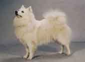 Greater German Spitz-DI.jpg (7277 bytes)