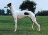 Greyhound-DI.jpg (9227 bytes)