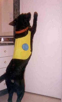 Honey shutting a door.jpg (18768 bytes)
