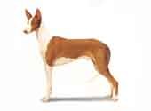 Ibizan Hound-DI.jpg (7134 bytes)