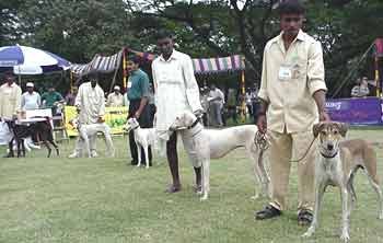 Indian-Breeds.jpg (10842 bytes)