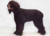 Irish Water Spaniel-DI.jpg (7896 bytes)