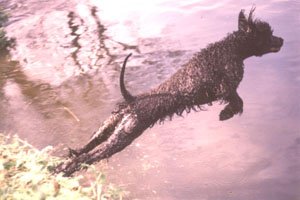 Irish_Water_Spaniel.jpg (23644 bytes)