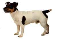 Jack_Russel-DI.jpg (8448 bytes)