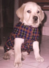 Lab-Nigam.jpg (9800 bytes)