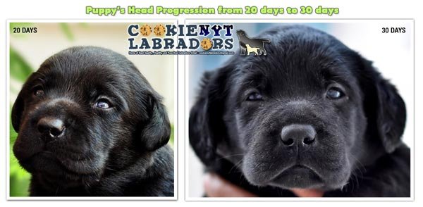 Dogs India Labrador Cookienyt