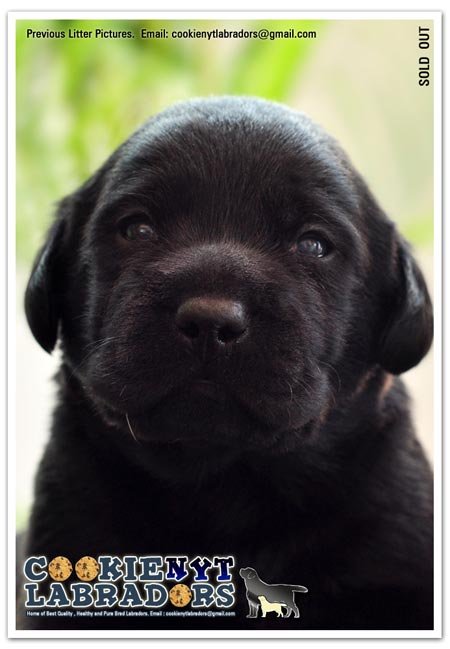 Dogs India Labrador Cookienyt