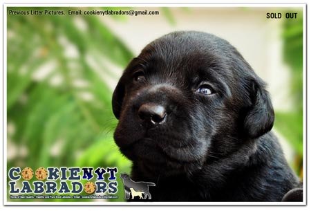 Dogs India Labrador Cookienyt
