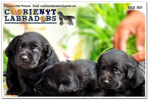 Dogs India Labrador Cookienyt