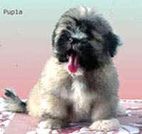 Lhasa-Colleen1A-POW.jpg (21369 bytes)