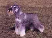 Miniature Schnauzer-DI.jpg (10104 bytes)
