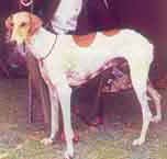 MudholHoundDI-1.jpg (10977 bytes)
