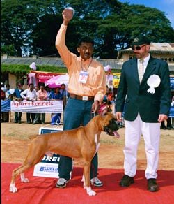 National_Boxer_BOB.jpg (22809 bytes)