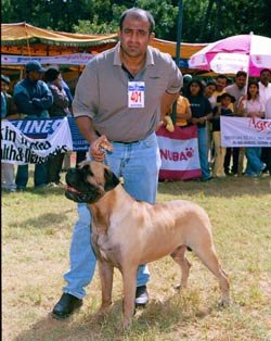National_BullMastiff.jpg (23907 bytes)