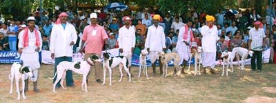 National_Mudhol1.jpg (21334 bytes)