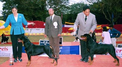 National_Rotts.jpg (25504 bytes)