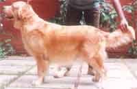 Padmini Sinha -Golden Ret.jpg (10109 bytes)