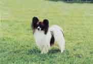 Papillon-DI.jpg (9034 bytes)