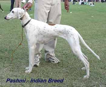 Pashmi1.jpg (10465 bytes)